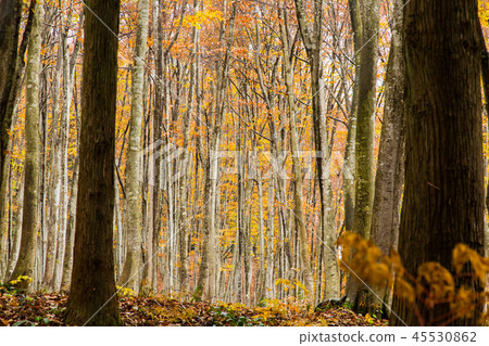 Beautiful forest Mid-November Beautiful forest Mid-November 45530862