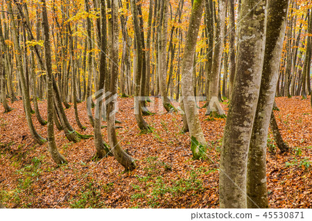 Beautiful forest Mid-November Beautiful forest Mid-November 45530871