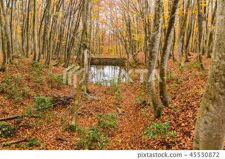 Beautiful forest Mid-November Beautiful forest Mid-November 45530872