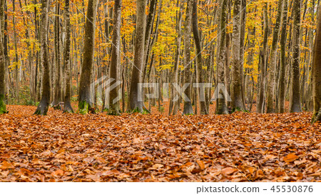 Beautiful forest Mid-November Beautiful forest Mid-November 45530876