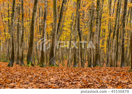 Beautiful forest Mid-November Beautiful forest Mid-November 45530879