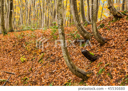 Beautiful forest Mid-November Beautiful forest Mid-November 45530880