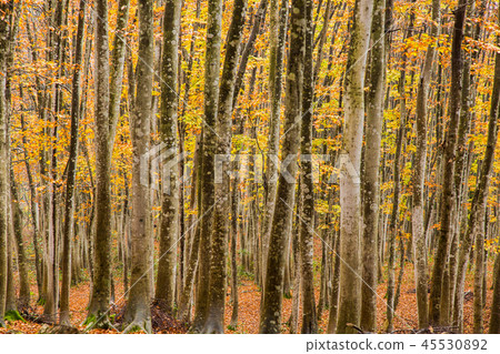 Beautiful forest Mid-November 45530892