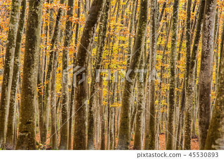 Beautiful forest Mid-November Beautiful forest Mid-November 45530893