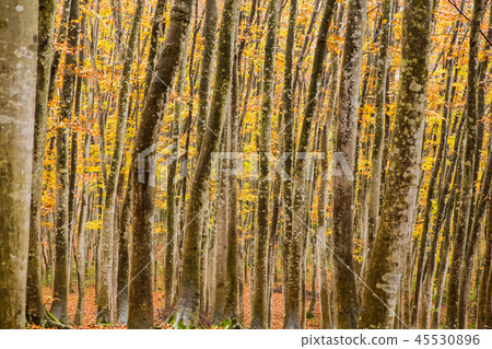 Beautiful forest Mid-November Beautiful forest Mid-November 45530896