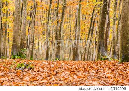 Beautiful forest Mid-November Beautiful forest Mid-November 45530906