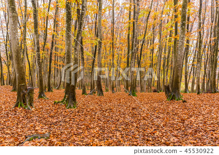 Beautiful forest Mid-November Beautiful forest Mid-November 45530922