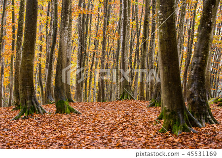 Beautiful forest Mid-November Beautiful forest Mid-November 45531169