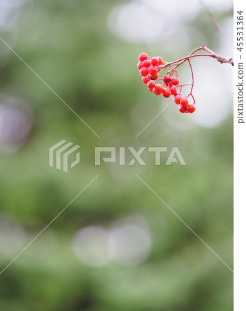 Hokkaido Nakanaka's real ball blurred scenery Hokkaido Nakanaka's real ball blurred scenery 45531364