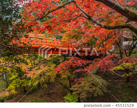 Yonago Shrine of autumn leaves 45531529