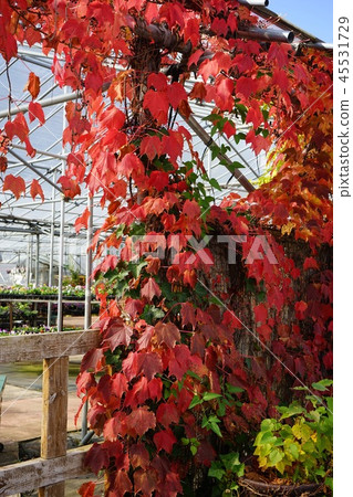 Autumn tinted ivy 45531729