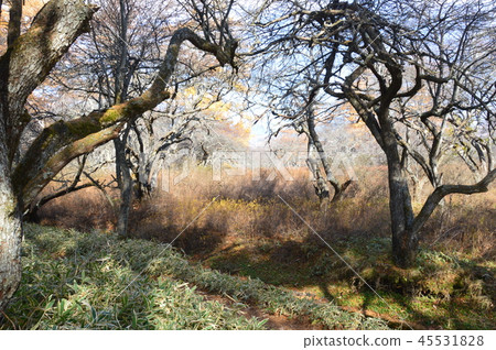 雜項森林（Oku-Nikko / Senjogahara /日光市，栃木縣） 45531828