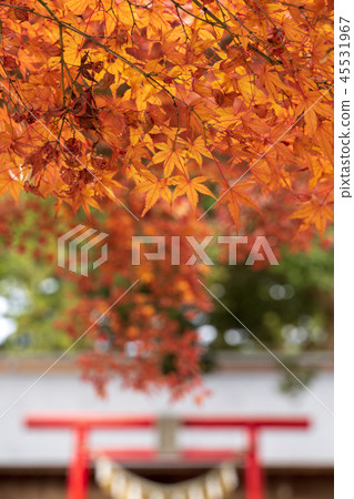 Late autumn leaves Kamo Shrine Miyagi Sendai Izumi 45531967