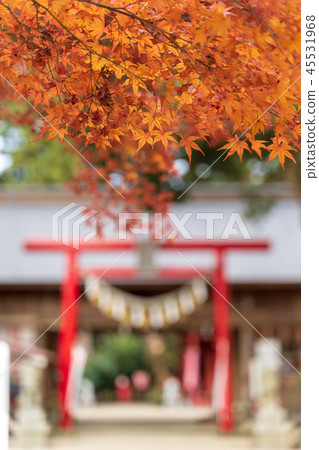 深秋葉Kamo Shrine Miyagi Sendai Izumi 45531968