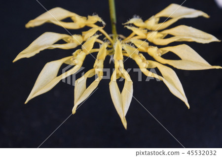卡特蘭花 卡特蘭花 45532032