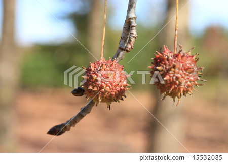 Momigiba水牛的果子 45532085