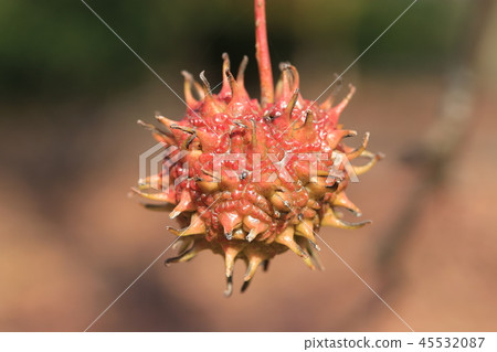 Momigiba水牛的果子 45532087