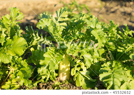 Daikon的領域 45532632