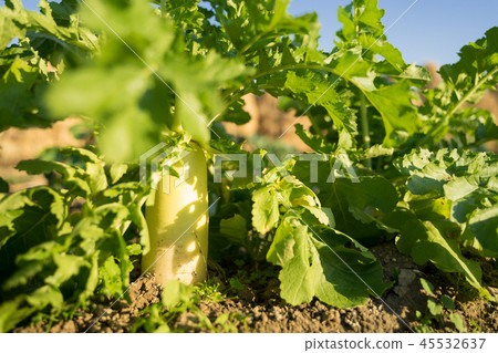 Daikon的領域 45532637