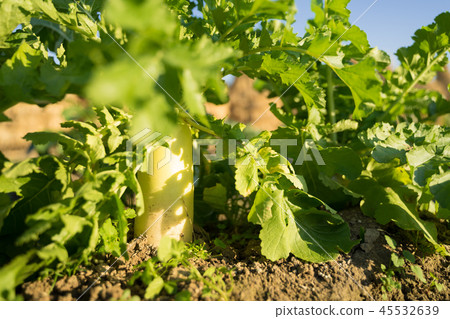 Daikon的領域 45532639