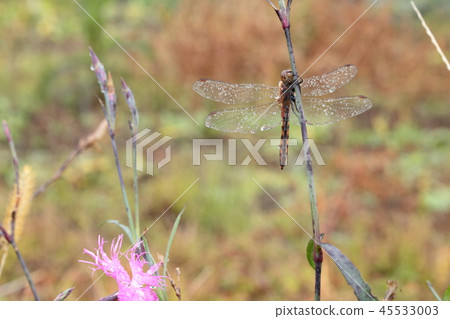 Wet rice cake 45533003