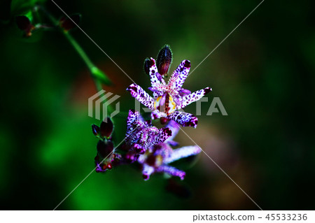 熱點花與美麗的深紅色斑點 45533236