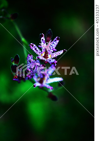 熱點花與美麗的深紅色斑點 45533237