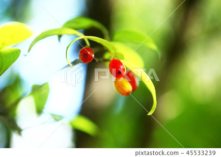 它已經開始變紅，三水玉的果實 45533239