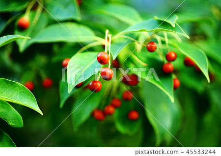 Soyago fruit that turns red Soyago fruit that turns red 45533244