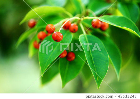 Soyago fruit that turns red 45533245