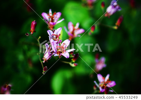 用桃紅色顏色裝飾的Hottogis花 45533249