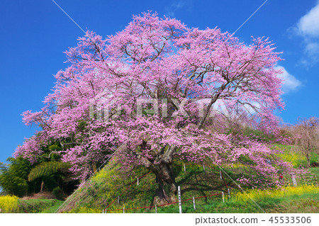 Ippon Sakura-Koreji Temple Jizo Sakura 45533506