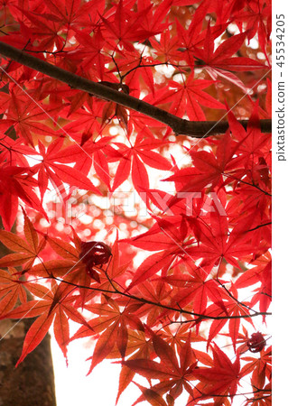 It is the season of colored leaves. 45534205