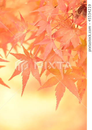 It is the season of colored leaves It is the season of colored leaves 45534219