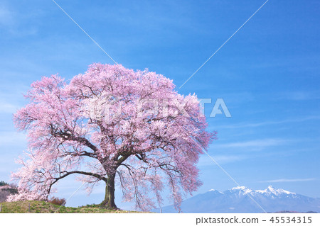一棵櫻花樹 - Wanabi的櫻花 一棵櫻花樹 - Wanabi的櫻花 45534315