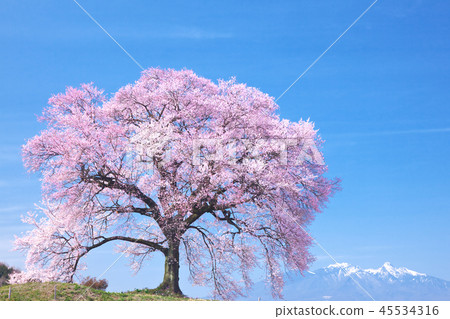 一棵櫻花樹 - Wanabi的櫻花 一棵櫻花樹 - Wanabi的櫻花 45534316