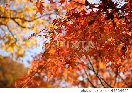 Maple Maple 45534625