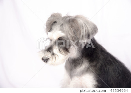 Miniature Schnauzer Miniature Schnauzer 45534964