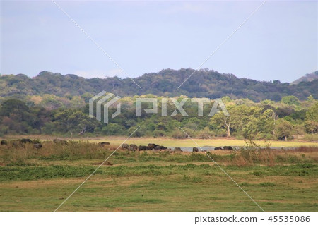 National parks of Sri Lanka 45535086