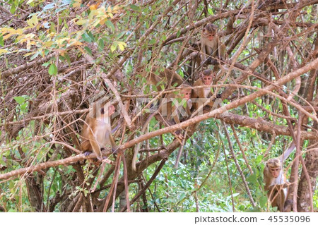 Wild monkey 45535096
