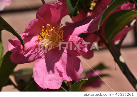 茶梅（猩紅的袴） 45535261