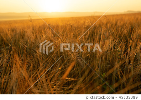 Rye close-up in a field at sunrise Rye close-up in a field at sunrise 45535389