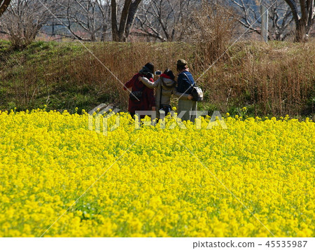 Behind the rape field Behind the rape field 45535987