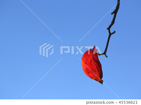 一片秋葉 一片秋葉 45536621