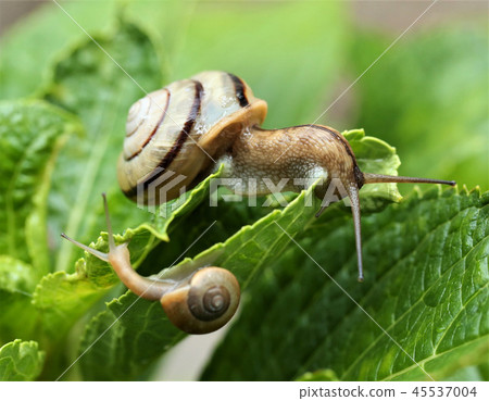 snails  45537004