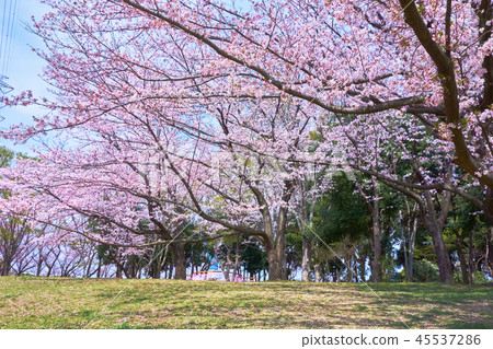 櫻花_橫濱市都筑區東公園的2號 櫻花_橫濱市都筑區東公園的2號 45537286