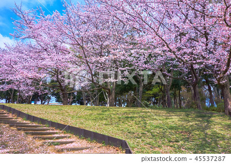 Cherry blossoms _No 3 of Tsuzuki Ward, Yokohama City Eastern Park Cherry blossoms _No 3 of Tsuzuki Ward, Yokohama City Eastern Park 45537287