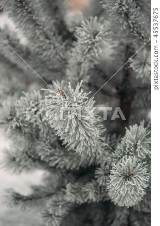 The branches of a Christmas tree in the snow The branches of a Christmas tree in the snow 45537675