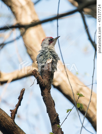 暮光之城藍鷺 45537714