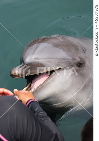 Play with dolphins 2 Play with dolphins 2 45537978